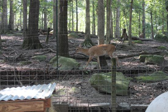 Yellow River Game Ranch